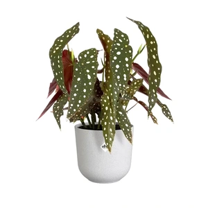 ELHO Pot jazz d16cm zijdewit - afbeelding 2