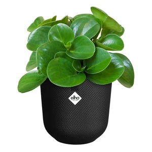 ELHO Pot jazz d19cm living black - afbeelding 2