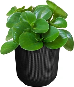 ELHO Pot jazz d23cm living black - afbeelding 2