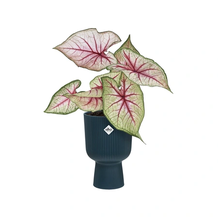 ELHO Pot vibes fold coupe d14cm diepblw - afbeelding 2