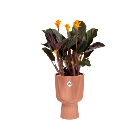ELHO Pot vibes fold coupe d14cm dlctroze - afbeelding 2