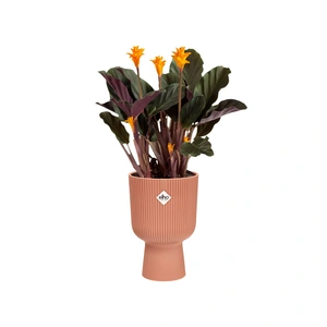 ELHO Pot vibes fold coupe d14cm dlctroze - afbeelding 2