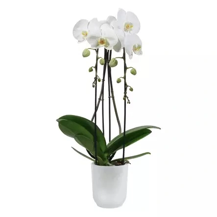 ELHO Pot vibes fold orchid d12.5cm trnsp - afbeelding 2