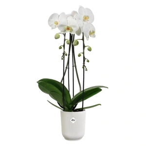 ELHO Pot vibes fold orchid d12.5cm wit - afbeelding 2