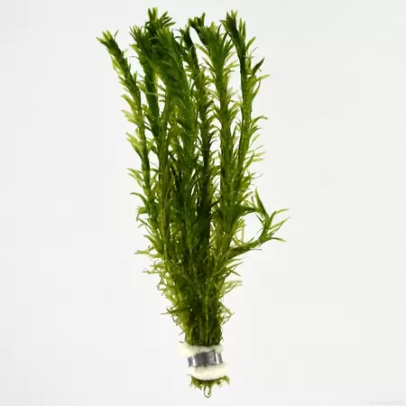 Elodea densa Beker medium - afbeelding 2