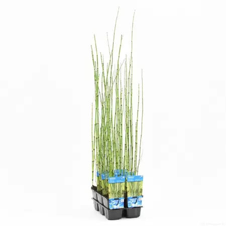 Equisetum japonica - afbeelding 1