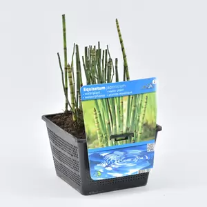 Equisetum japonica - afbeelding 1