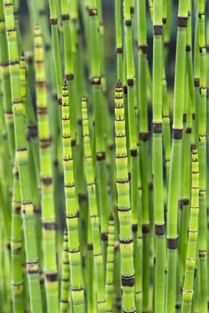 Equisetum japonica - afbeelding 2