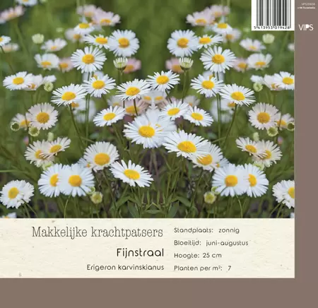 VIPS Erigeron karvinskianus p9