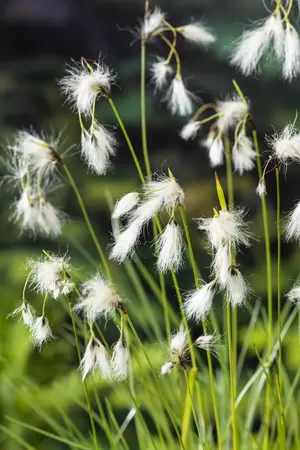 Eriophorum angustifolium - afbeelding 2