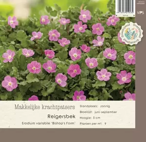 VIPS Erodium var. Bishops Form  P9