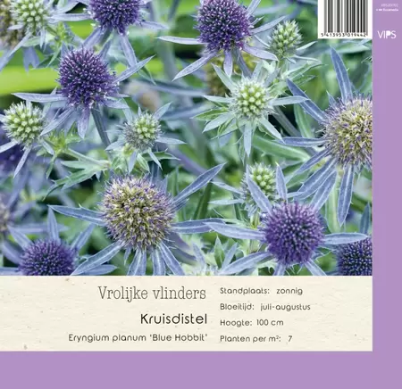 VIPS Eryngium planum Blue Hobbit p9