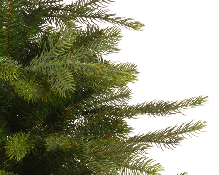 EVERLANDS Grandis miniboom pot h90cm groen - afbeelding 2