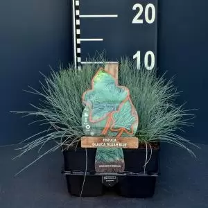 UNIQUE Festuca glauca 'Elijah Blue'