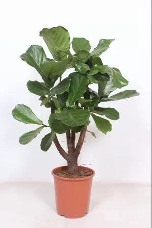 Ficus lyrata P24