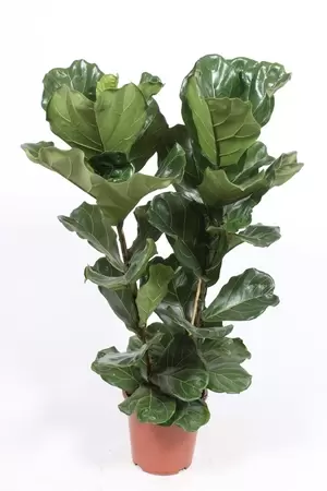 Ficus lyrata P27