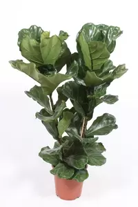 Ficus lyrata P27