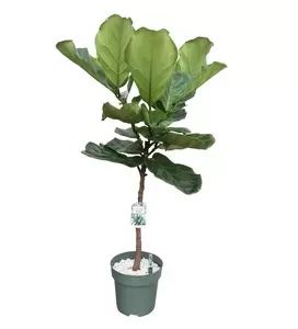 Ficus lyrata P30