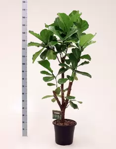 Ficus lyrata P32