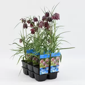 Fritillaria meleagris