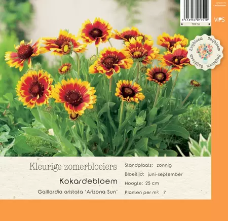 VIPS Gaillardia aristat Arizona Sun p9