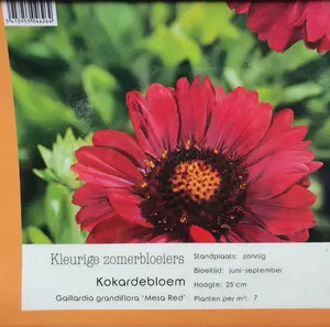 VIPS Gaillardia Mesa Red - afbeelding 2