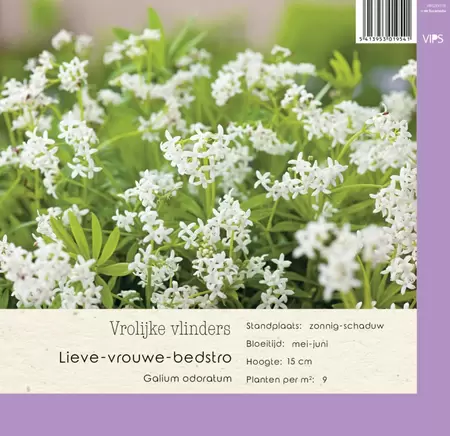 VIPS Galium odoratum p9