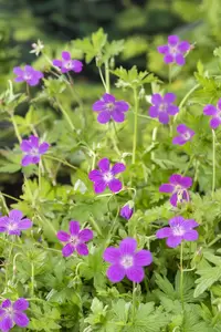 Geranium palustris - afbeelding 2