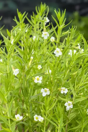 Gratiola officinalis - afbeelding 2