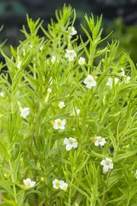 Gratiola officinalis - afbeelding 2