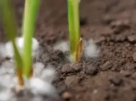 Grond en bemesten
