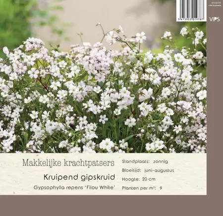 VIPS Gypsophylla repens Filou White p9