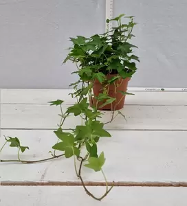 Hedera green leafed P13 - afbeelding 2