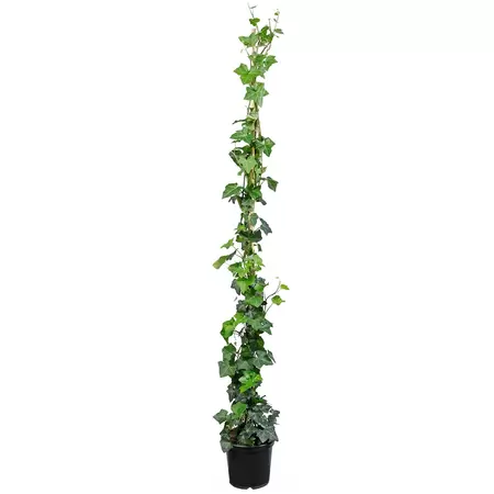 Hedera helix hibernica potmaat 17