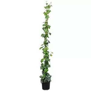 Hedera helix hibernica potmaat 17