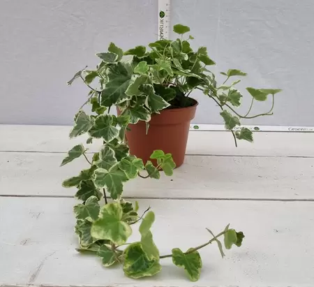 Hedera helix 'White Wonder' P13 - afbeelding 1