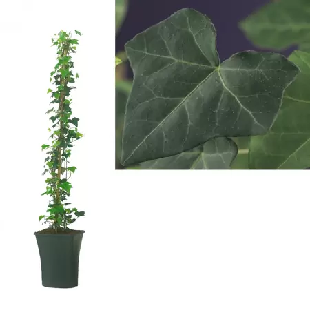 Hedera hibernica