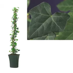 Hedera hibernica