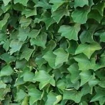 Hedera hibernica