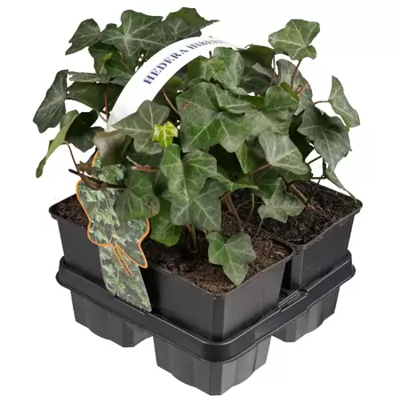 Hedera hibernica 4-pack