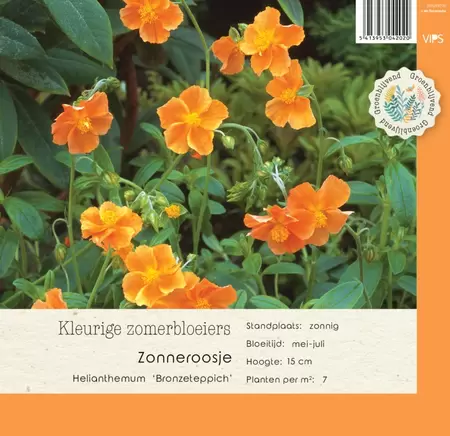 VIPS Helianthemum Bronzeteppich P9