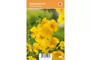 VIPS Helianthemum Golden Queen p9