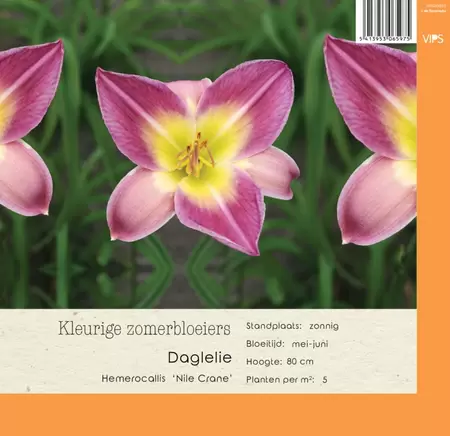 VIPS Hemerocallis Nile Crane P9