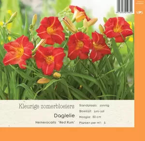 VIPS Hemerocallis Red Rum  P9