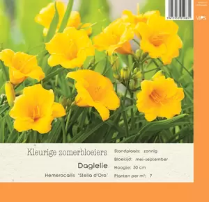 VIPS Hemerocallis Stella dOro  P9