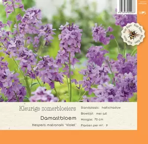 VIPS Hesperis matronalis Violet P9