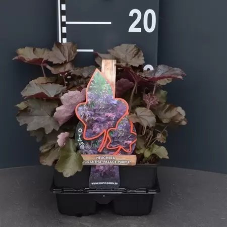 UNIQUE Heuchera mic. 'Palace Purple'