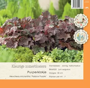 VIPS Heuchera micrantha Palace Purple p9