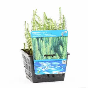 Hippuris vulgaris - afbeelding 2