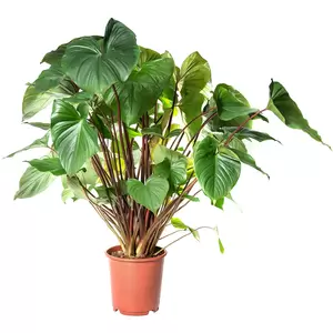 Homalomena rubescens Maggy P24 - afbeelding 2